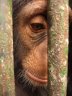 Western Chimpanzee (<em>Pan troglodytes verus</em>) juv., Abidjan Zoo, CÔTE D’IVOIRE (IVORY COAST)